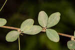 Creeping lespedeza